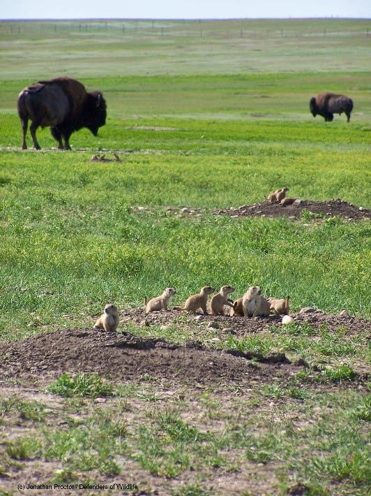 Conata Basin on Buffalo Gap National Grassland, South Dakota